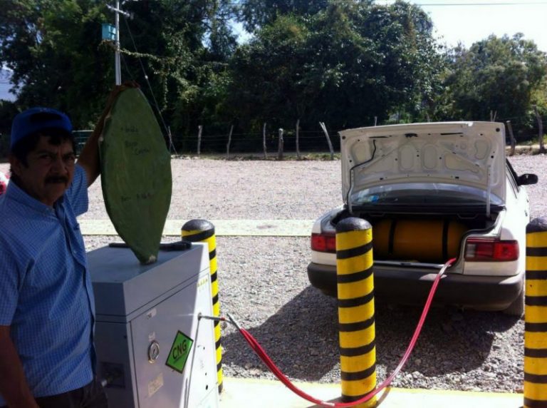 México apuesta a un biocombustible a base de cactus 5 México apuesta a un biocombustible a base de cactus