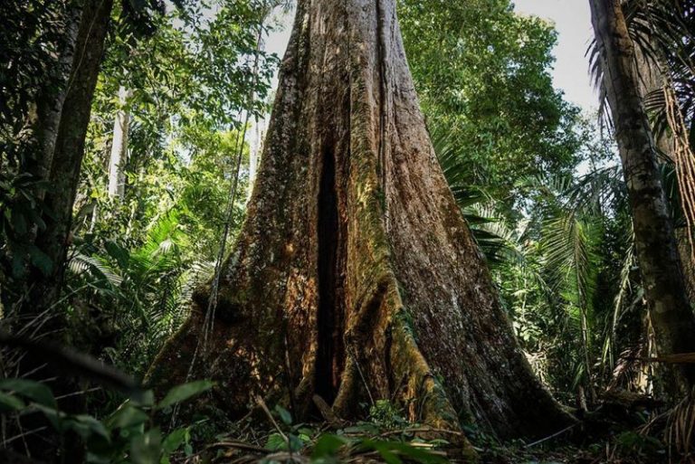 La agonía del shihuahuaco, el árbol peruano de 900 años que fue derribado en 2 horas 7 La agonía del shihuahuaco, el árbol peruano de 900 años que fue derribado en 2 horas