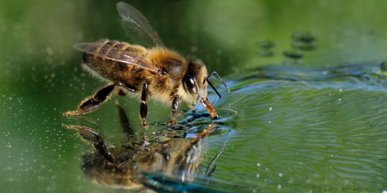Las abejas pueden surfear para no ahogarse en el agua 2 Las abejas pueden surfear para no ahogarse en el agua