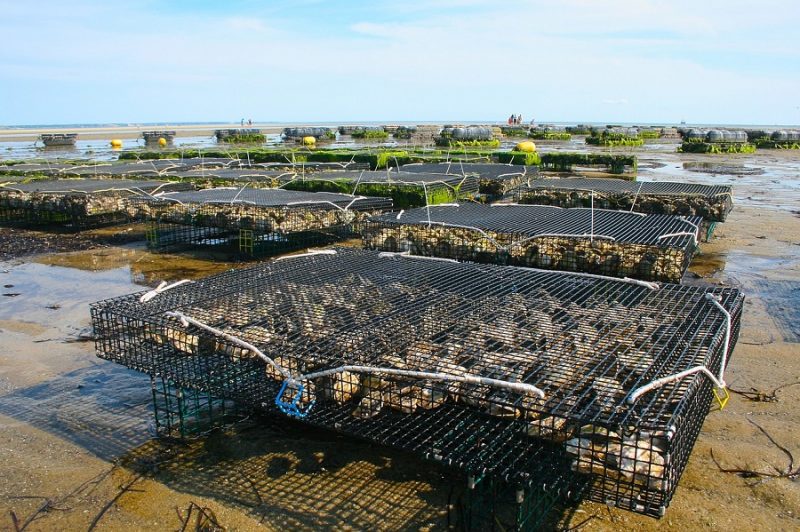 pesca, acuicultura, océanos, mariscos, peces, contaminación