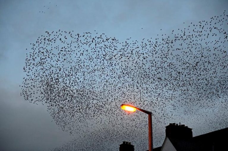 Millones de aves están migrando antes, debido al cambio climático 6 Millones de aves están migrando antes, debido al cambio climático