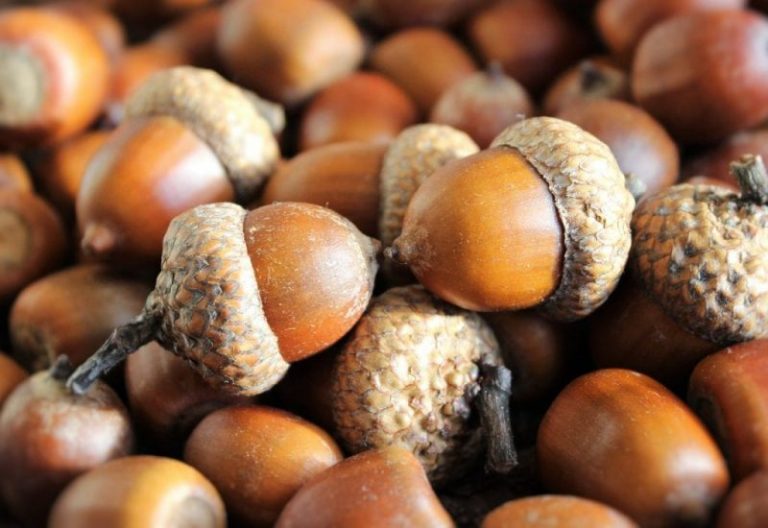 Usan bellotas para prevenir el cáncer y problemas cardíacos 6 Usan bellotas para prevenir el cáncer y problemas cardíacos