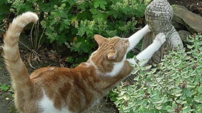 Cuidar de la naturaleza es un acto tan espiritual como meditar