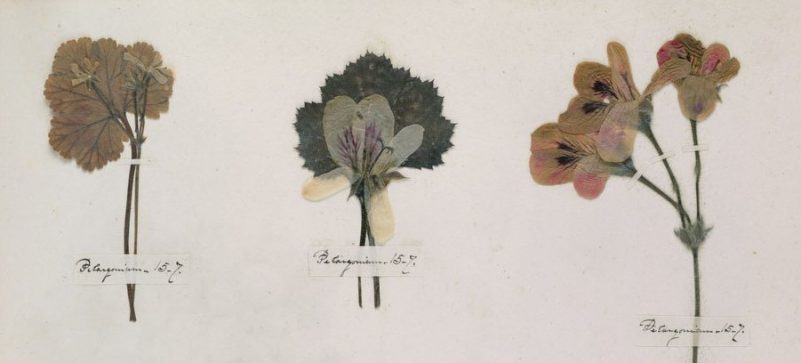 herbario, botánica, poesía