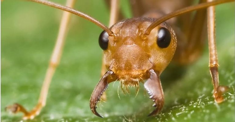 Para que las hormigas se vayan... 7 Para que las hormigas se vayan…