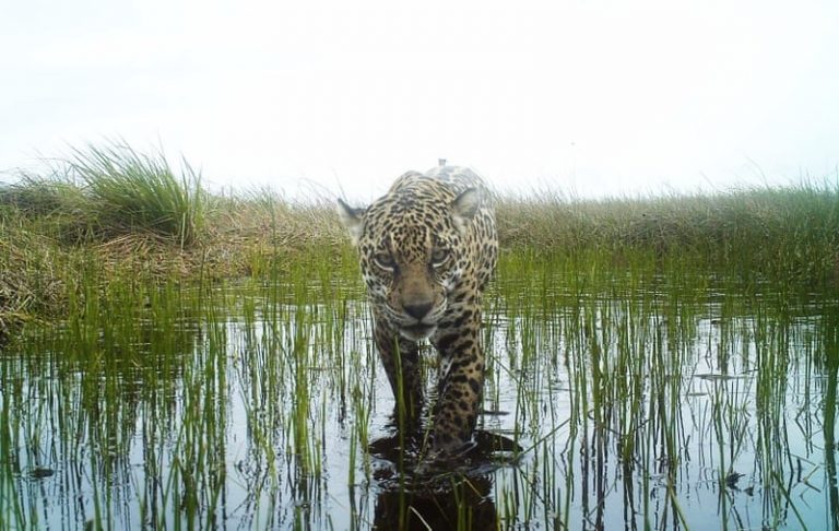 Los jaguares en Brasil aprenden a pescar en el mar para sobrevivir