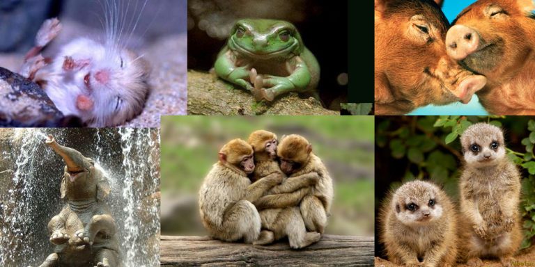 Es posible hablar con animales? 3 Es posible hablar con animales?