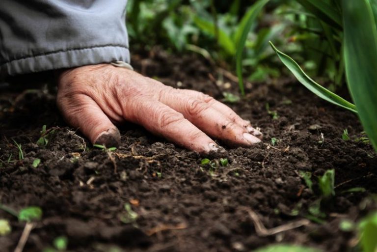 El actual estado de los suelos a nivel global, como resultado de la agricultura industrial 8 El actual estado de los suelos a nivel global, como resultado de la agricultura industrial
