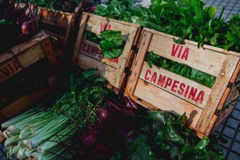 Una respuesta al cambio climático: alimentarnos 3 Una respuesta al cambio climático: alimentarnos