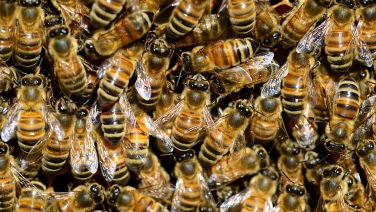 De la A a la Z: La situación de las abejas en Ecuador y el mundo 7 De la A a la Z: La situación de las abejas en Ecuador y el mundo