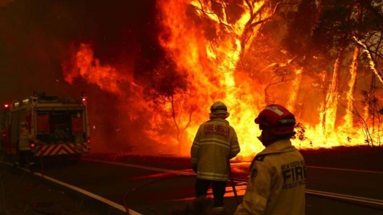 Más de 500 millones de animales mueren por incendios en Australia 9 Más de 500 millones de animales mueren por incendios en Australia