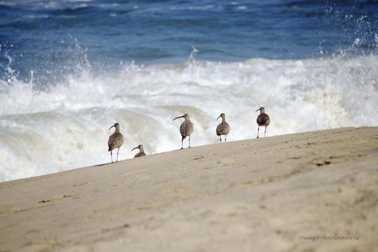 Calentamiento del océano Pacífico mató a un millón de aves