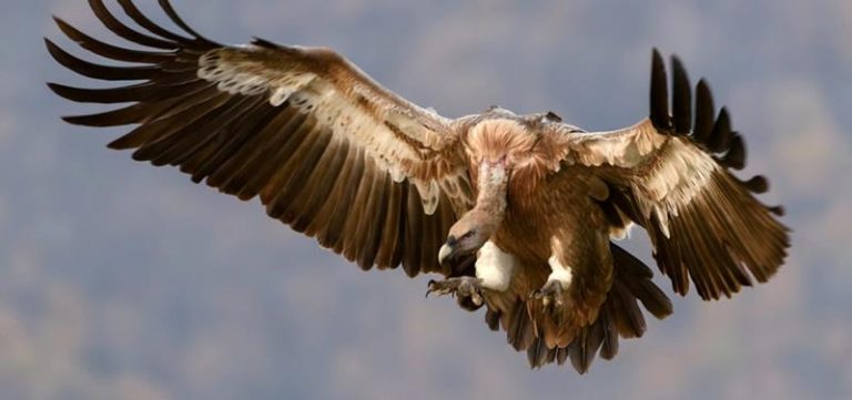Los majestuosos buitres africanos, cerca de la extinción 1 Los majestuosos buitres africanos, cerca de la extinción