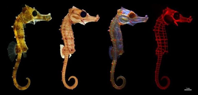 Concurso FOTCIENCIA: conoce a los caballitos de mar ganadores 7 Concurso FOTCIENCIA: conoce a los caballitos de mar ganadores