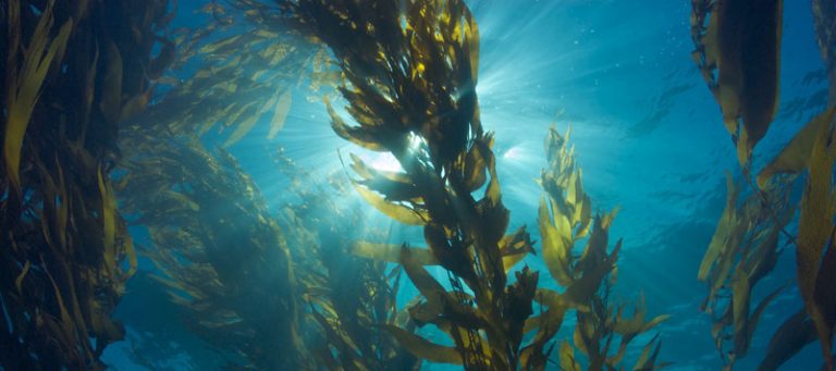 Cambio climático: qué es el carbono azul y por qué es tan importante para la lucha contra el calentamiento global 5 Cambio climático: qué es el carbono azul y por qué es tan importante para la lucha contra el calentamiento global