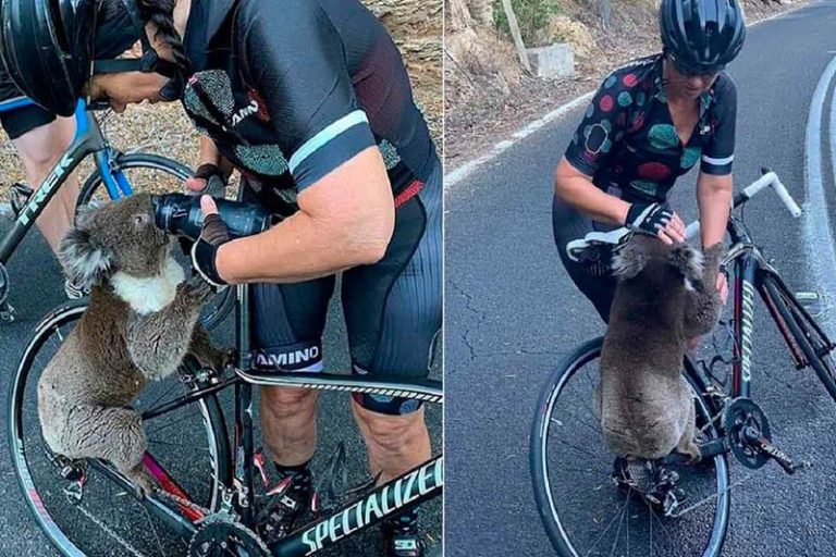 Koalas en Australia piden agua a ciclistas porque no soportan el calor 10 Koalas en Australia piden agua a ciclistas porque no soportan el calor