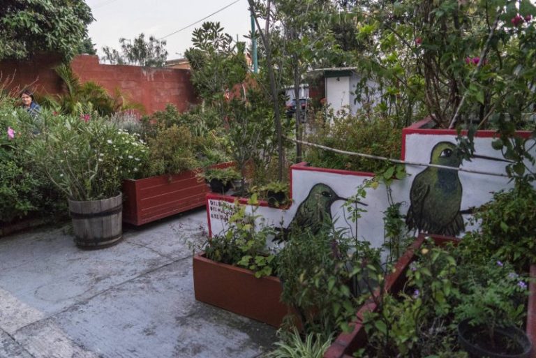 Jardines para colibríes en las ciudades 9 Jardines para colibríes en las ciudades