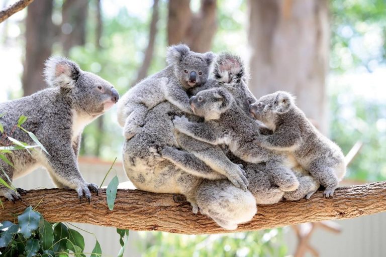 Reubicar koalas en Nueva Zelanda podría ser una pésima idea 3 Reubicar koalas en Nueva Zelanda podría ser una pésima idea