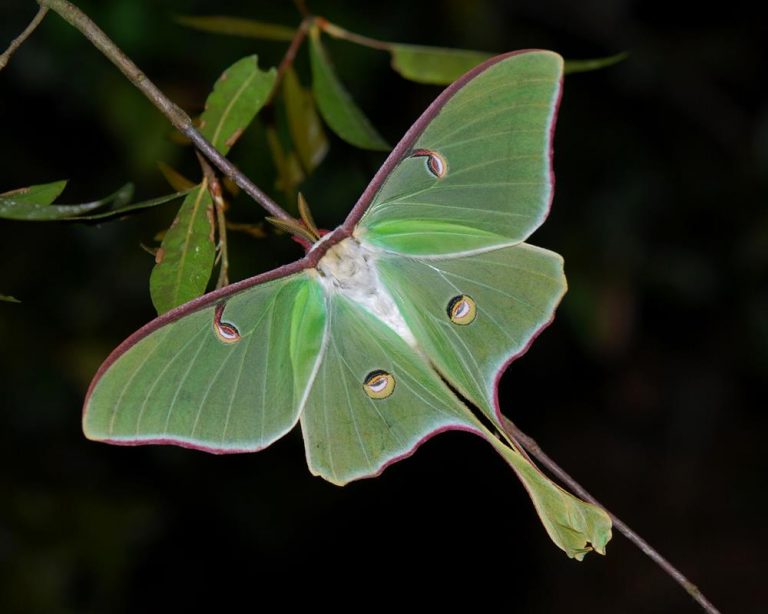 Mariposa luna: la más bella y codiciada por los hombres