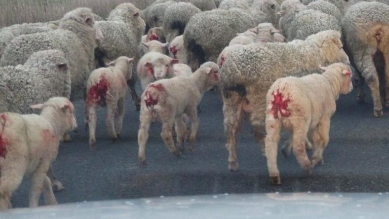 El horror detrás de la lana merino 2 El horror detrás de la lana merino