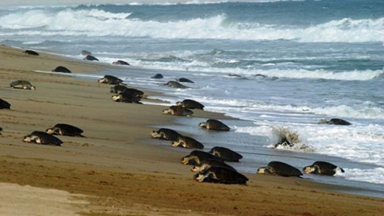 Mueren casi 300 tortugas marinas por ingesta de algas tóxicas en el sur de México