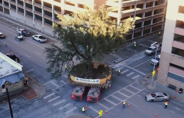 Así se trasladan de sitio árboles centenarios, sin dañarlos 11 Así se trasladan de sitio árboles centenarios, sin dañarlos