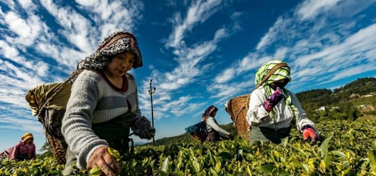 Un uso apropiado de la tierra podría reducir drásticamente las emisiones globales 7 Un uso apropiado de la tierra podría reducir drásticamente las emisiones globales