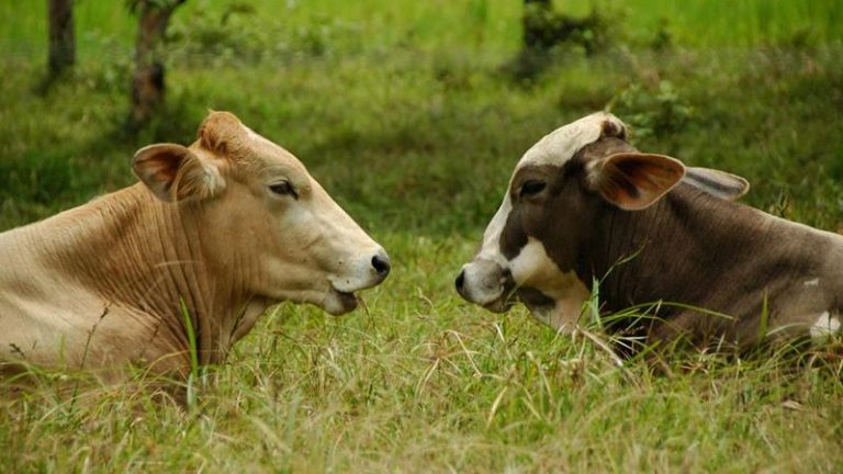 Un estudio halla que las vacas hablan 10 Un estudio halla que las vacas hablan