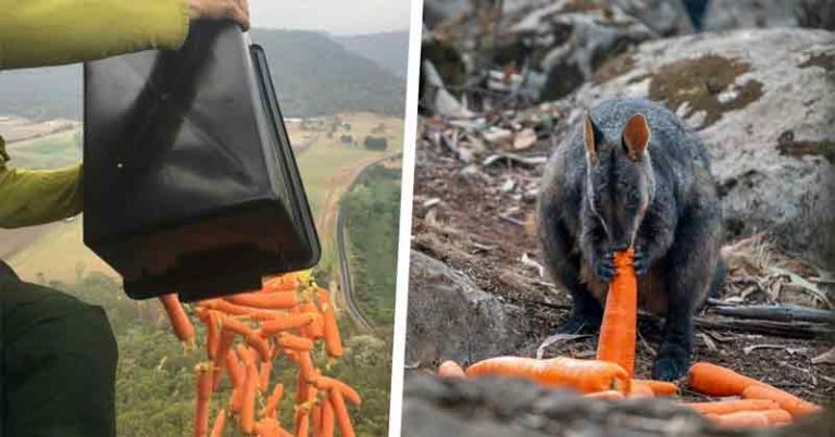 Desde helicópteros arrojan toneladas de zanahorias para los animales sobrevivientes de Australia 6 Desde helicópteros arrojan toneladas de zanahorias para los animales sobrevivientes de Australia