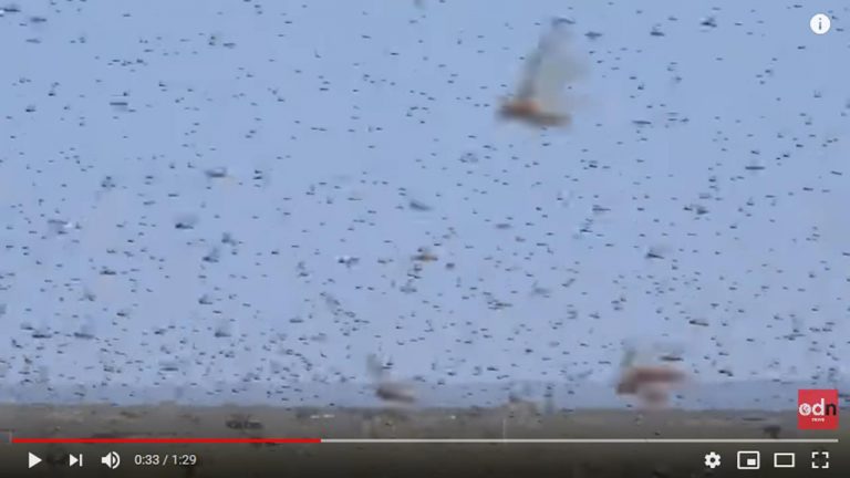Una plaga de langostas «bíblica» devasta el este de África
