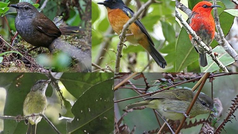 Descubren 10 nuevas especies de aves en pequeñas islas indonesias