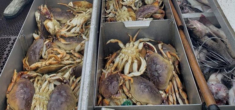 El ácido del océano Pacífico está disolviendo las conchas de los cangrejos