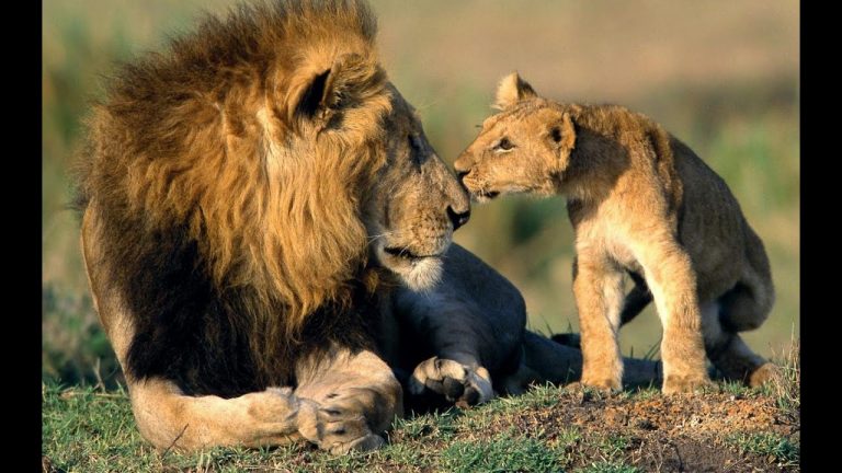 Los leones de África todavía tienen una oportunidad de sobrevivir