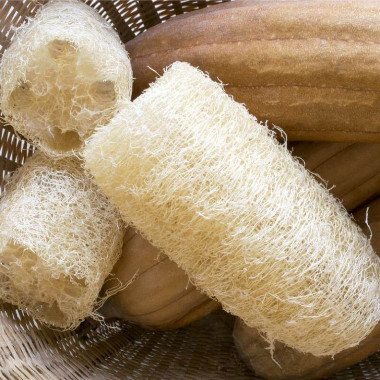 Esponjas vegetales: cómo cultivarlas para decirle adiós al plástico 2 Esponjas vegetales: cómo cultivarlas para decirle adiós al plástico