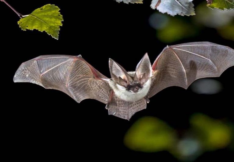 Los murcielagos son inocentes, encontremos a los verdaderos culpables del coronavirus 10 Los murcielagos son inocentes, encontremos a los verdaderos culpables del coronavirus