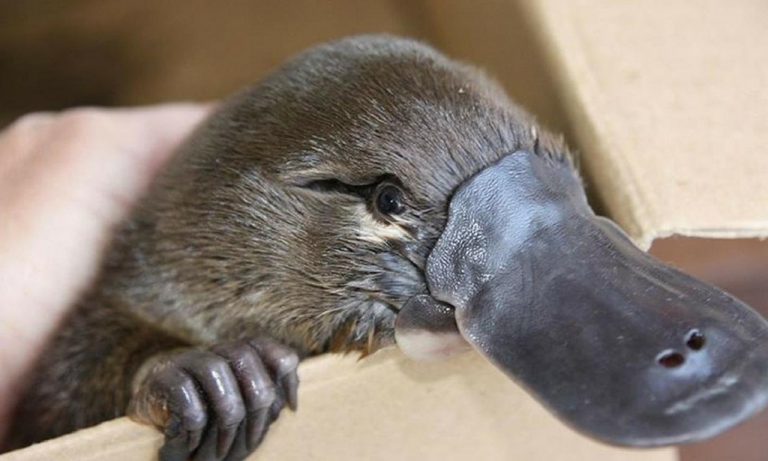 Ahora el ornitorrinco en Australia está al borde de la extinción por la sequía 2 Ahora el ornitorrinco en Australia está al borde de la extinción por la sequía