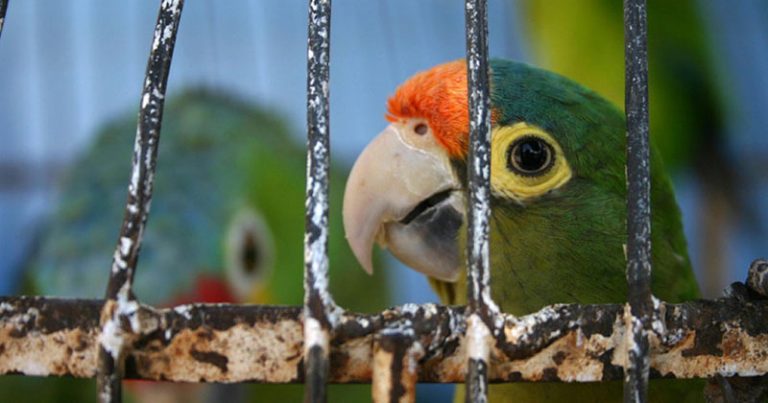 India prohíbe enjaular y comercializar aves, reconoce su derecho a volar libres 6 India prohíbe enjaular y comercializar aves, reconoce su derecho a volar libres