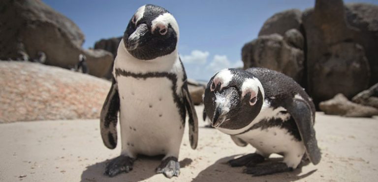 Los pingüinos africanos tienen un lenguaje similar al de los humanos 10 Los pingüinos africanos tienen un lenguaje similar al de los humanos