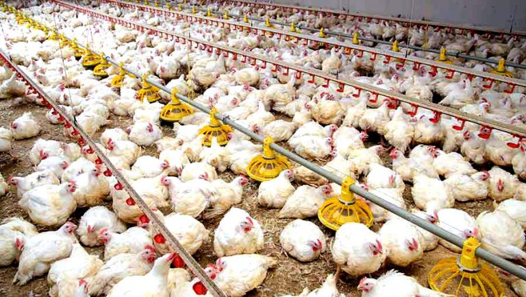 La dura realidad detrás de los pollos que son criados para consumo humano 10 La dura realidad detrás de los pollos que son criados para consumo humano
