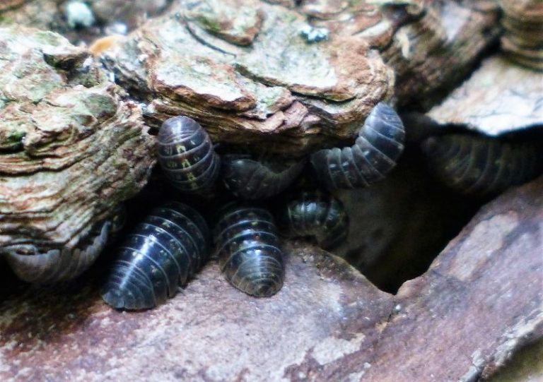 Los «bichos bolita» procesan los metales pesados de la tierra