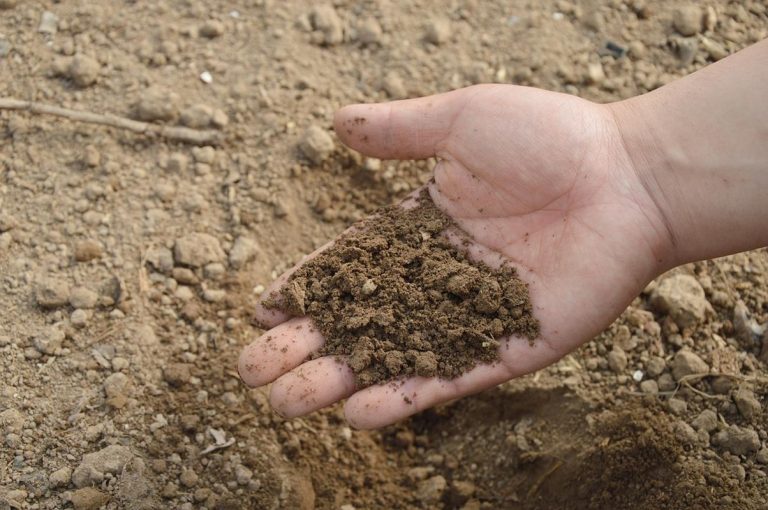 Exceso de fertilizantes causa eutrofización de lagos y océanos