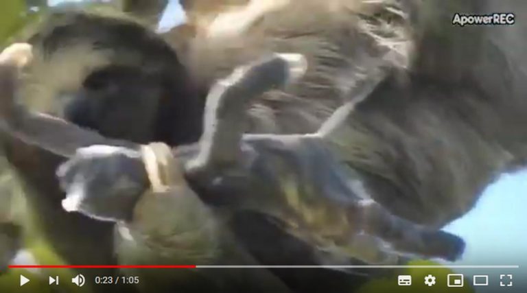 Un video raro muestra el increíble nacimiento de un perezoso en la copa de un árbol 1 Un video raro muestra el increíble nacimiento de un perezoso en la copa de un árbol