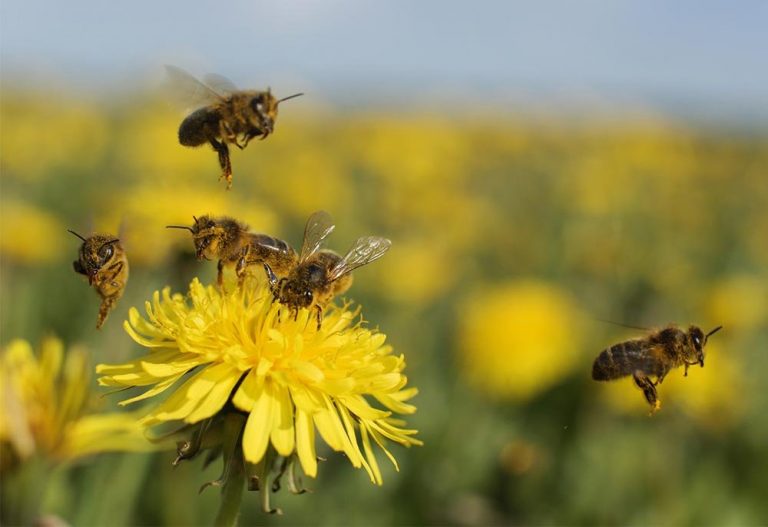 Las arañas, al auxilio de las abejas 6 Las arañas, al auxilio de las abejas