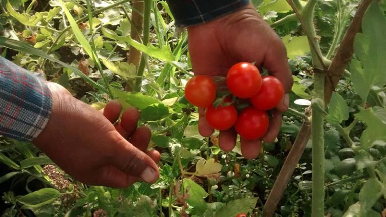 La Agroecología en tiempos del COVID-19