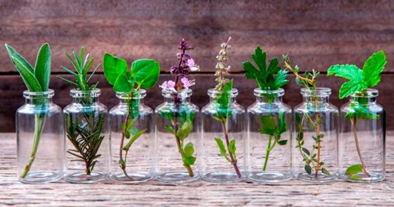 10 plantas aromáticas que no necesitan tierra para crecer 7 10 plantas aromáticas que no necesitan tierra para crecer