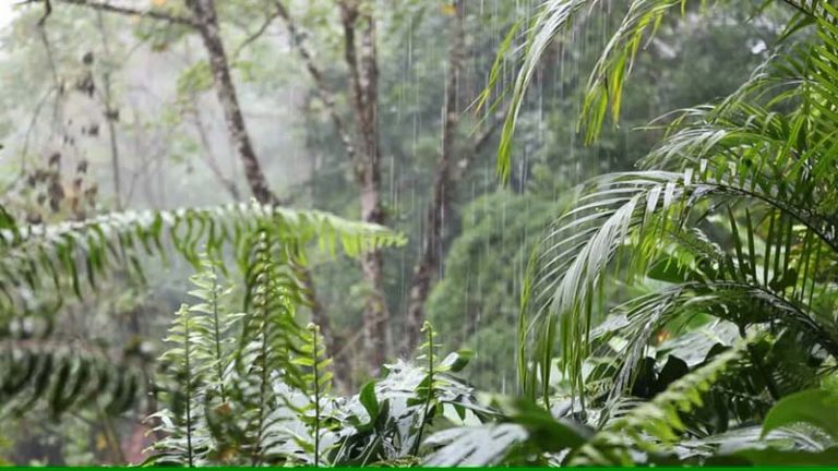 Costa Rica tiene el doble de bosques que hace 30 años, ¿cómo lo hicieron?