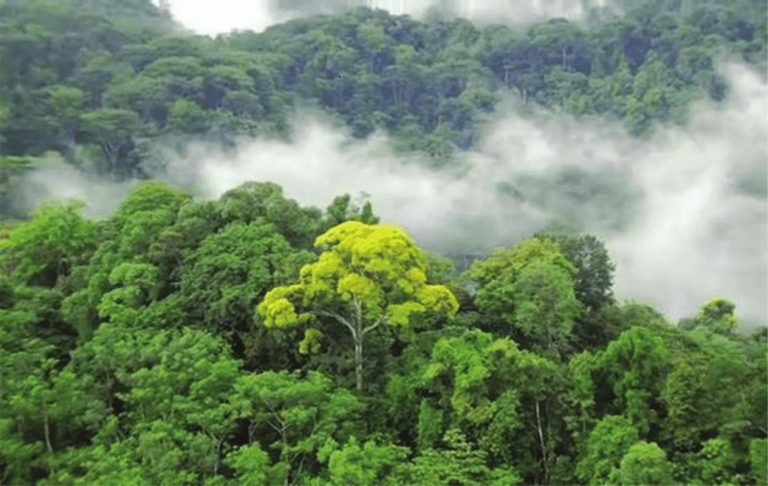 Bosques tropicales pierden su capacidad de absorber carbono