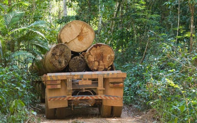 2020: otra vez aumentará la deforestación de los bosques