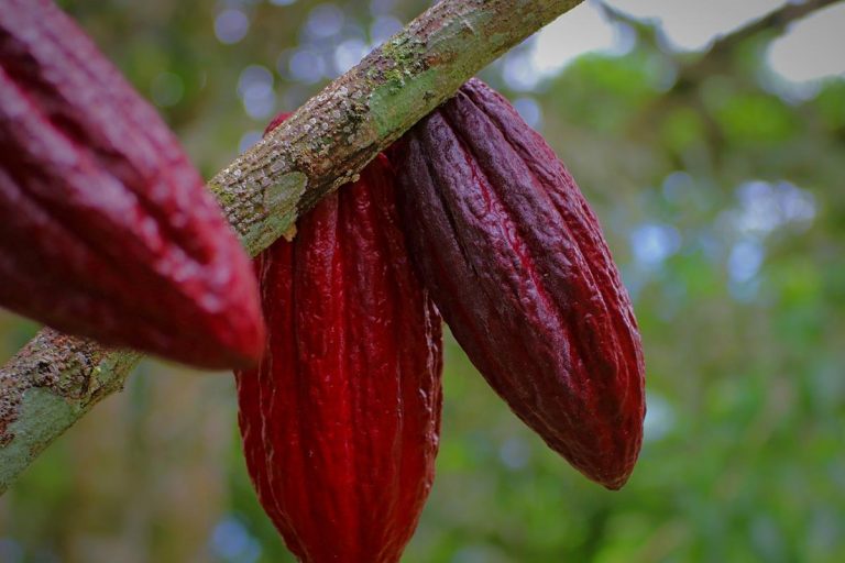 Cultivo de cacao a la sombra, puede ayudar a mitigar el cambio climático 6 Cultivo de cacao a la sombra, puede ayudar a mitigar el cambio climático