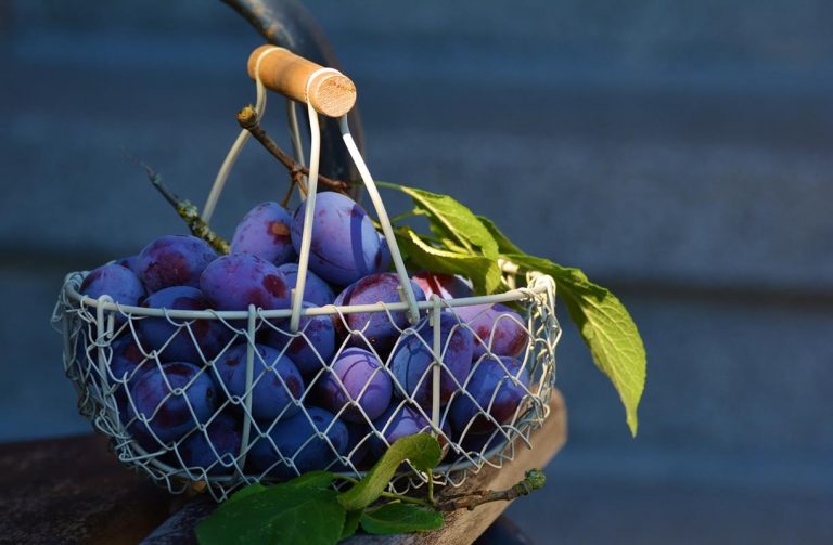 Comer ciruelas, muchos beneficios para tu salud 2 Comer ciruelas, muchos beneficios para tu salud